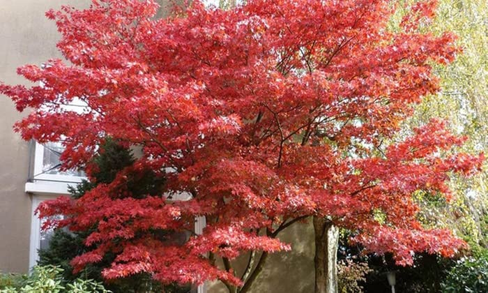 Bloodgood Japanese Maple 18-24' in Height in an ABP Container