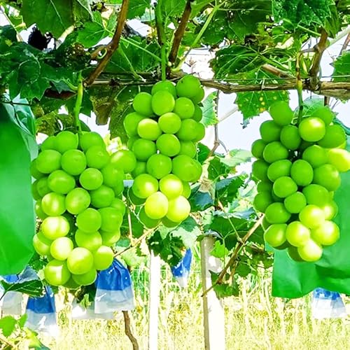 Grape Vine Live Plant Seedling,14-17Inch Height Sweet Excellent Flavored"Shine-Muscat Grape" Green Grape Large Clusters On Vigorous Growing Vines Great For Home And Garden Yards Planting #TOP18