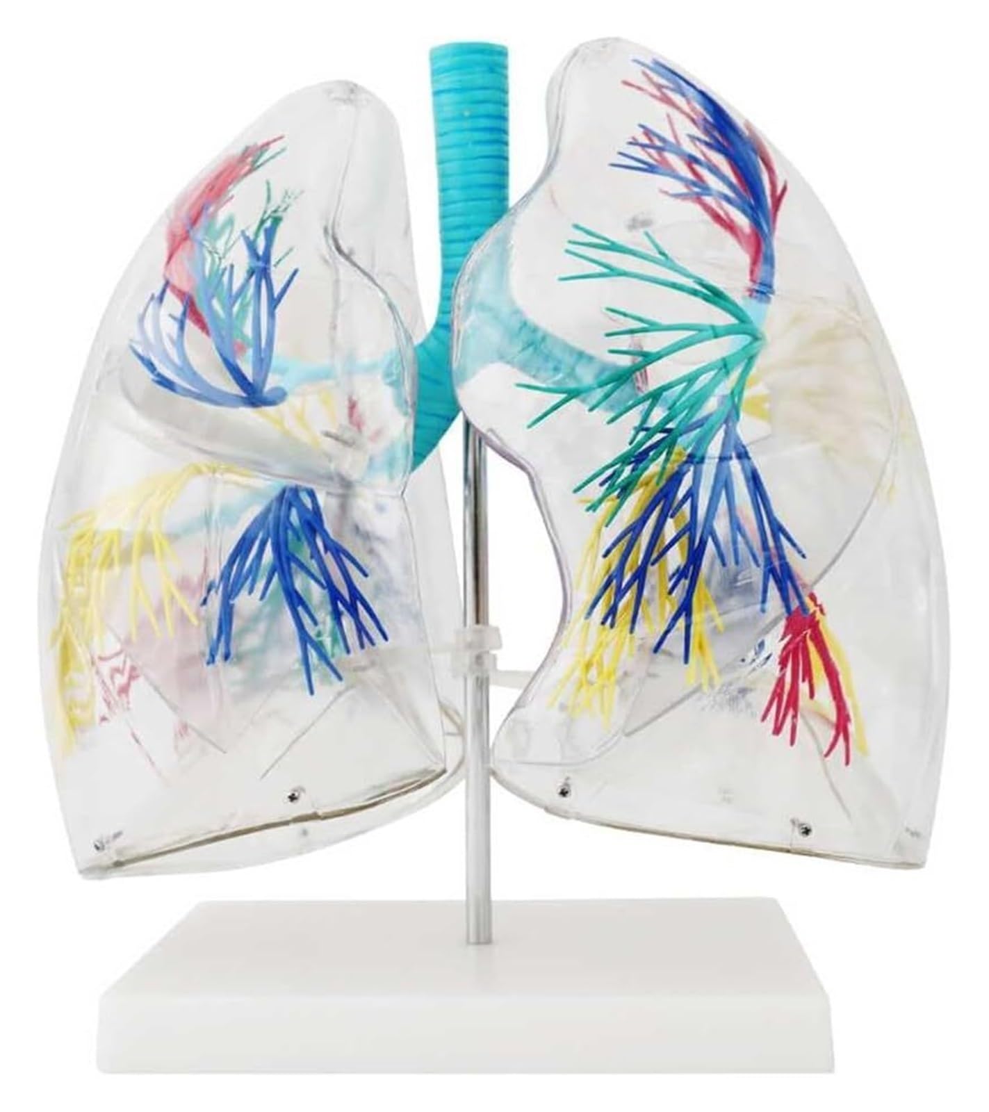 Modèle de poumon transparent 3D : la solution pour comprendre la structure bronchique