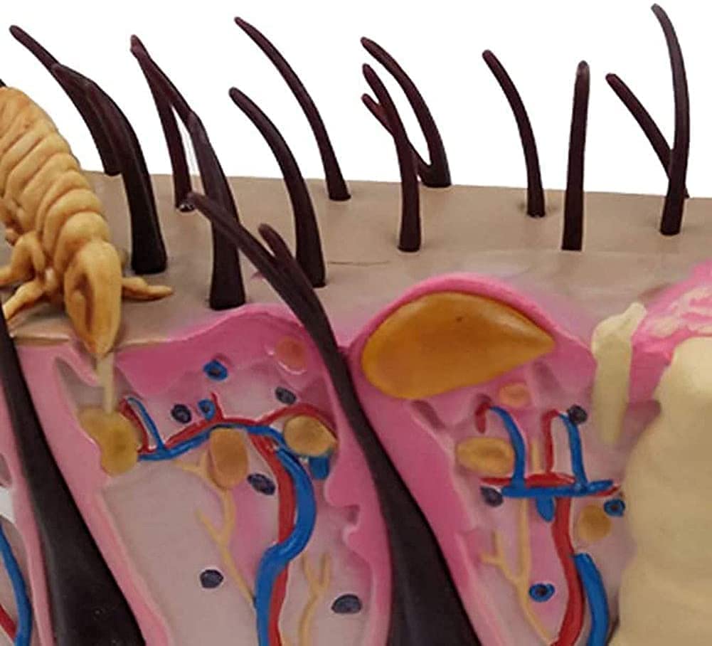 Model Anatomicznego Przekroju Ludzkiej Skóry, Miękkiego Materiału, Narzędzia Do Nauki Anatomii Dla Biura Edukacyjnego