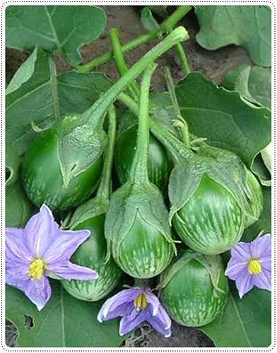 Tailandia Redondo Mini Berenjena Ca Phao 99 Semillas Plantación Adornos Jardín Perenne Macetas Simple de Cultivar Regalos