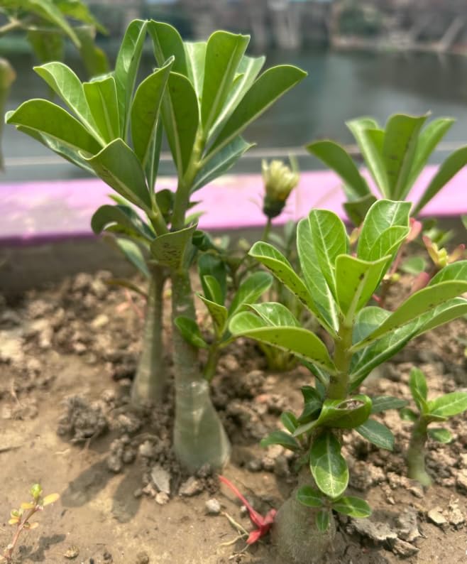 2 Live Desert Rose Plants for Bonsai, Adenium Obesum Seedling Adenium Flowers Plants, Grow Indoor or Outdoor, 4-6 Inch Tall - Pink Desert Rose Flower