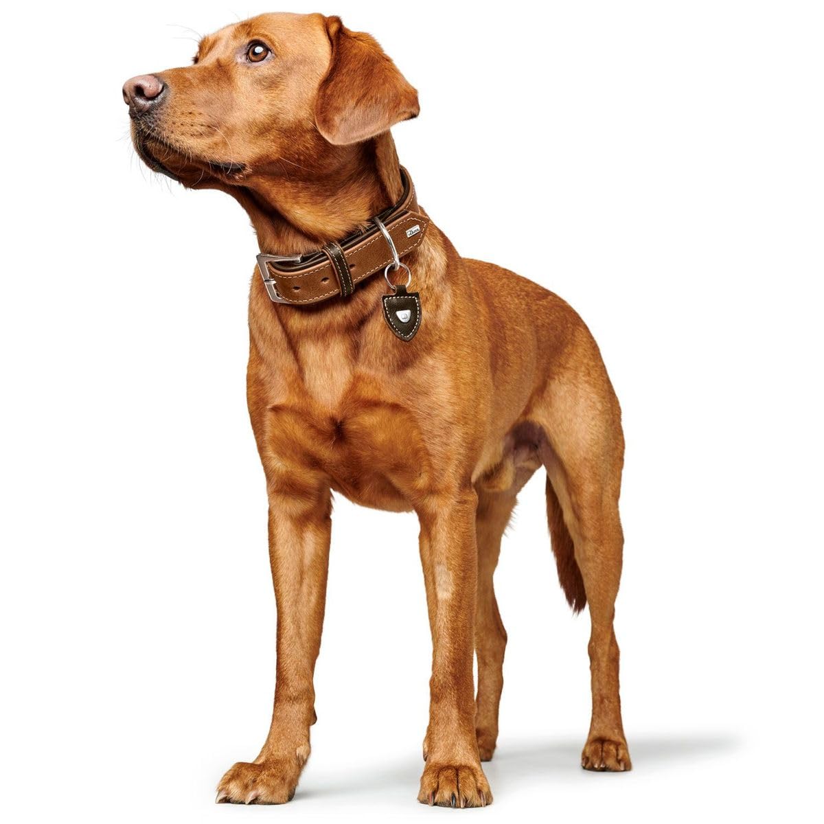 HUNTER Tara Hundehalsband, Leder, Juchtenleder, belastbar, witterungsbeständig, 55 (M), Cognac/Dunkelbraun