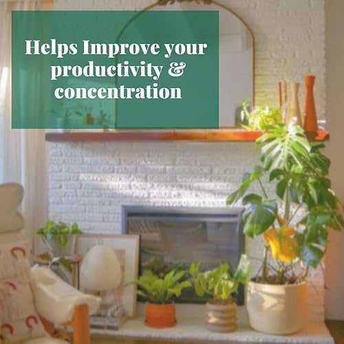 Miniatura 7 de House Plant Shop  Palmera 'cola de caballo' - Maceta de 4 pulgadas  Planta de interior viva  Fácil de cuidar  Planta de decoración natural  Grandes