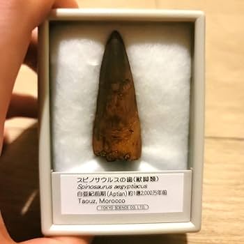 【最終値下げ】149mm スピノサウルスの歯 楽天市場】【送料無料】【スピノサウルス/化石/歯/恐竜】博物館