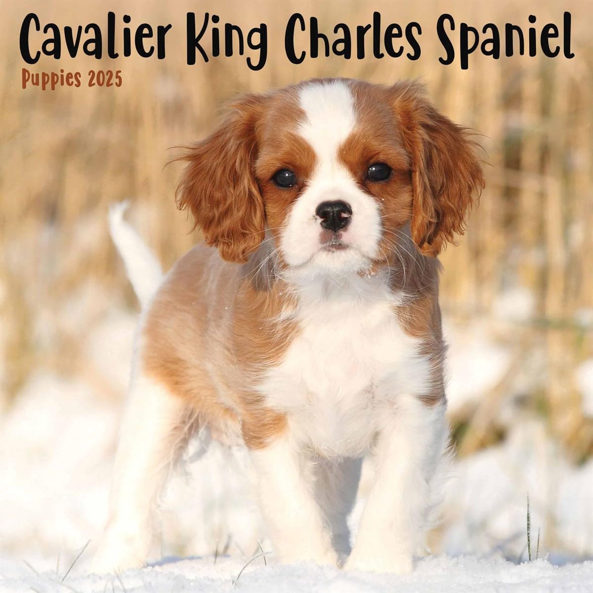 Teacup King Charles Cavalier Buy Philippines Teacup Cavalier King