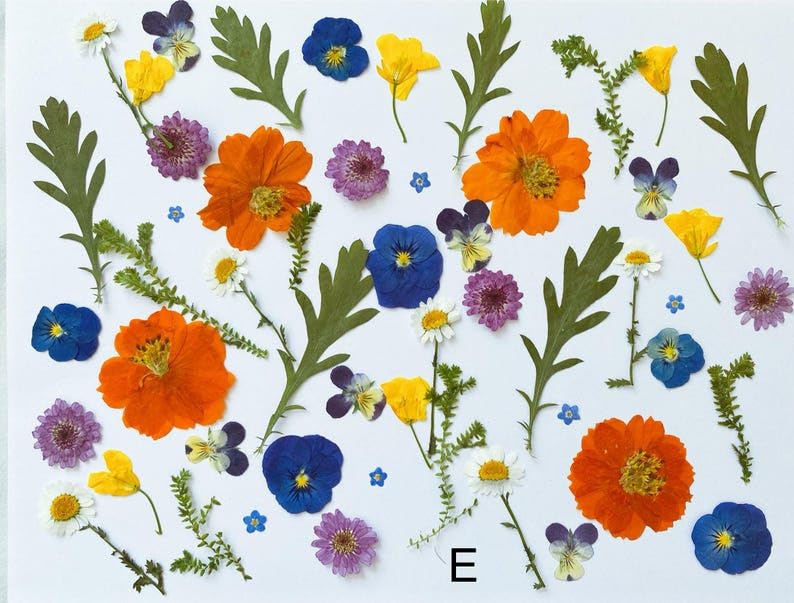 60 piezas de flores y hojas prensadas comestibles para decoración miniatura 2
