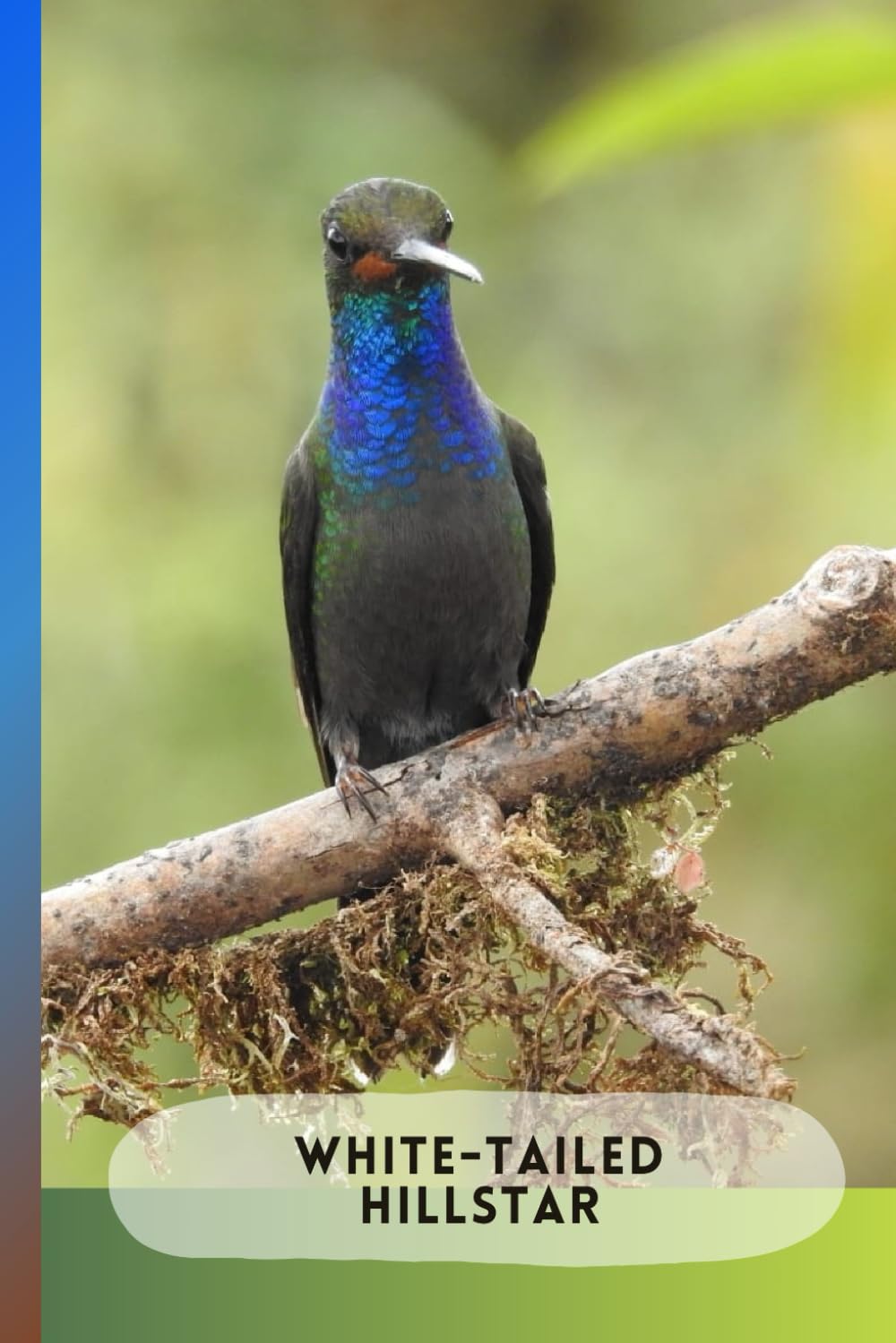 White-tailed Hillstar Hummingbird. Bird Themed Notebook: Journal for Writing and Drawing, ideal for Children and Adults. School, College, Office Supplies and Work. Bird Lovers!