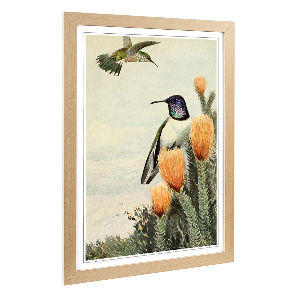 Big Box Art Framed Print of Vintage Brehms Tierlben Ecuadorian Hillstar Design | Wall Art Picture | Home Decor for Kitchen, Living Room, Bedroom, Hallway, Oak, A2 / 24.5x18 Inch / 62x45cm