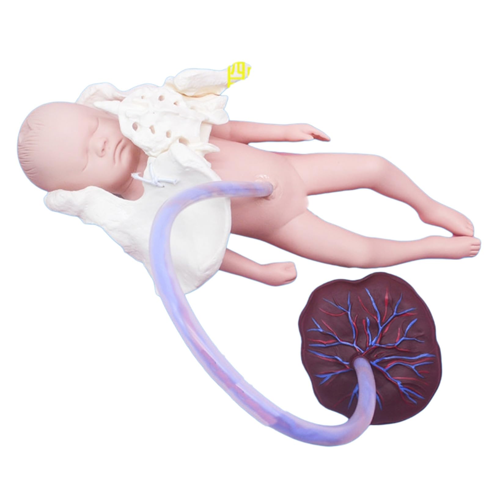 YRQMGSF Childbirth Pelvis Model with Baby - Professional Female Childbirth Model - Gynecology Teaching Aid