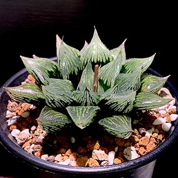 多肉植物 ハオルチア属 ナイルの一滴 Amazon.co.jp: ハオルチア ナイルの一滴 ハオルシア多肉植物 抜き苗