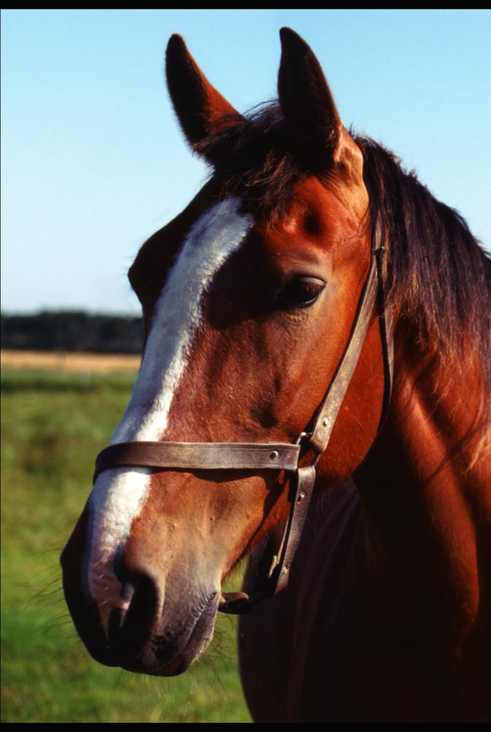 Lessons From the Barn: What Horses Taught Me About Life, Healing, and Leadership