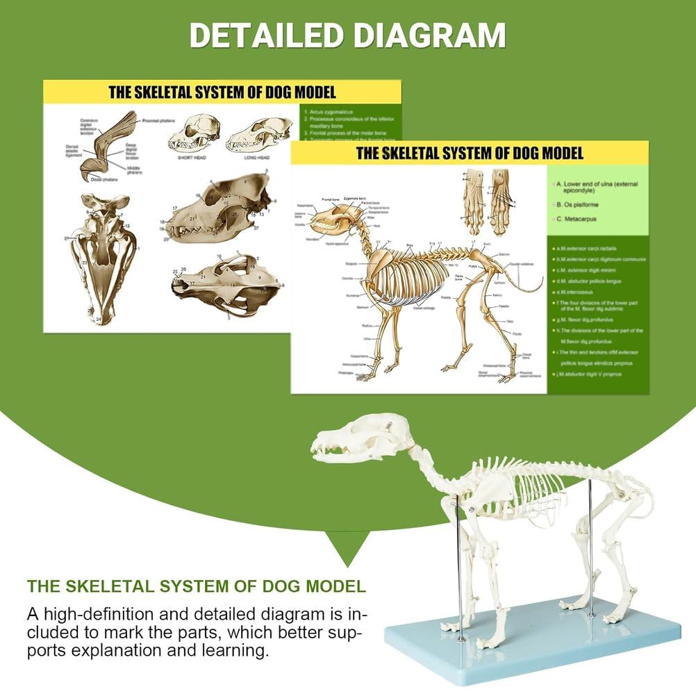 Modell eines Hundeskeletts, Hundeskelett-Anatomiemodell 12,5" X19,6 X9,4, Hundeanatomiemodell mit abnehmbarem beweglichem Kiefer anatomische Anzeige für Veterinärlehre akademisches Labor