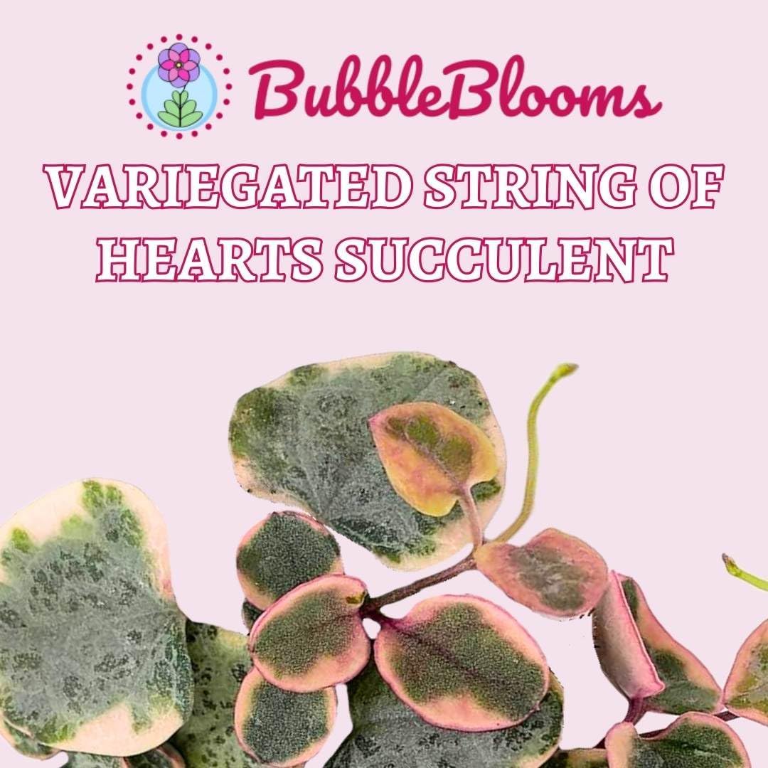 BubbleBlooms Variegated String of Hearts Ceropegia woodii in 2 inch Pot