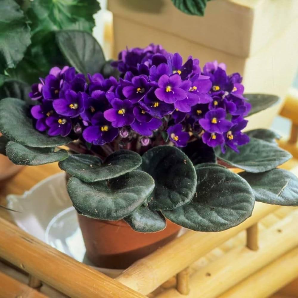 "African Violet" Live plant| Indoor & Outdoor plant, Low maintenance-image-38