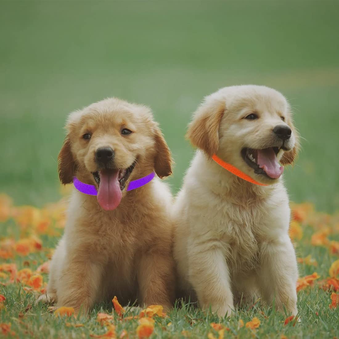 60 Collari Elastici Per Cuccioli - 12 Colori Per Identificazione Lettiera, Regolabili - Foto 13