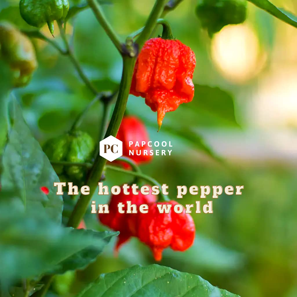 Carolina Reaper Seeds for Planting 300+ Carolina Reaper Plant Seeds