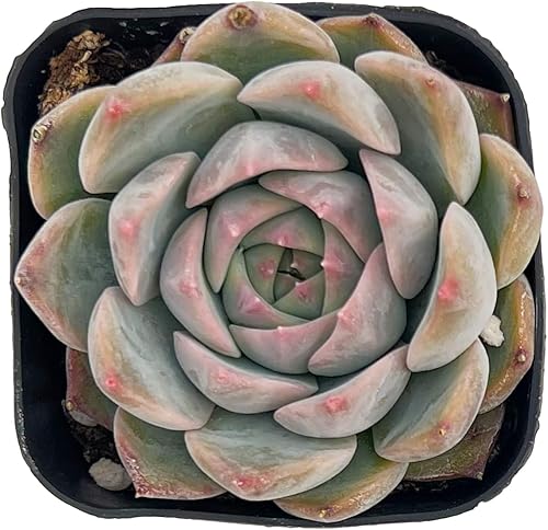 Sprout N Green Echeveria Caroline - Suculenta viva totalmente enraizada en maceta de 2 pulgadas con mezcla de tierra, planta de casa para interiores