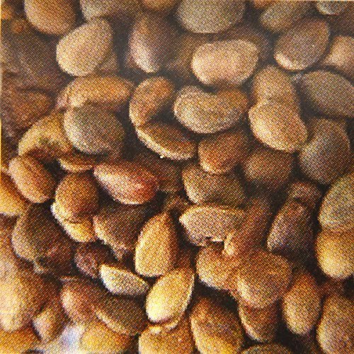 Pine Nut Pet Food 2,5 kg russische Zirbelnüsse Vogelfutter Eichhörnchen Hamster Ratte