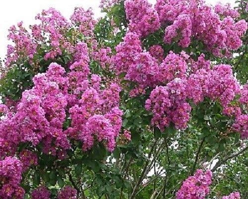 35+ Seeds DK. Pink Crape Myrtle Tree/Shrub/Flower Seeds/Drought Tolerant Perennial