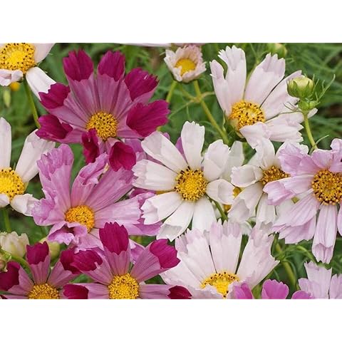 Sea Shell Cosmos Seeds - Cosmos bipinnatus - 125 Seeds, 1 gram - B171 Cover