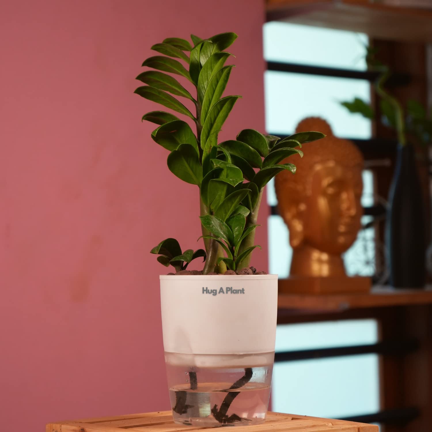 Hug A Plant | Zamioculcas zamiifolia ‘Zenzi’ Dwarf ZZ Plant- Live Plant (With 4Inch|10cm Self-Watering Pot & Plant) (White) (B0C6DRQZ4H) Amazon Price History, Amazon Price Tracker