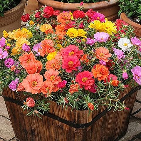 Welldales 100 Mixed UK Moss Rose Seeds Portulaca Grandiflora Grow Coloured Garden Flowers Cover