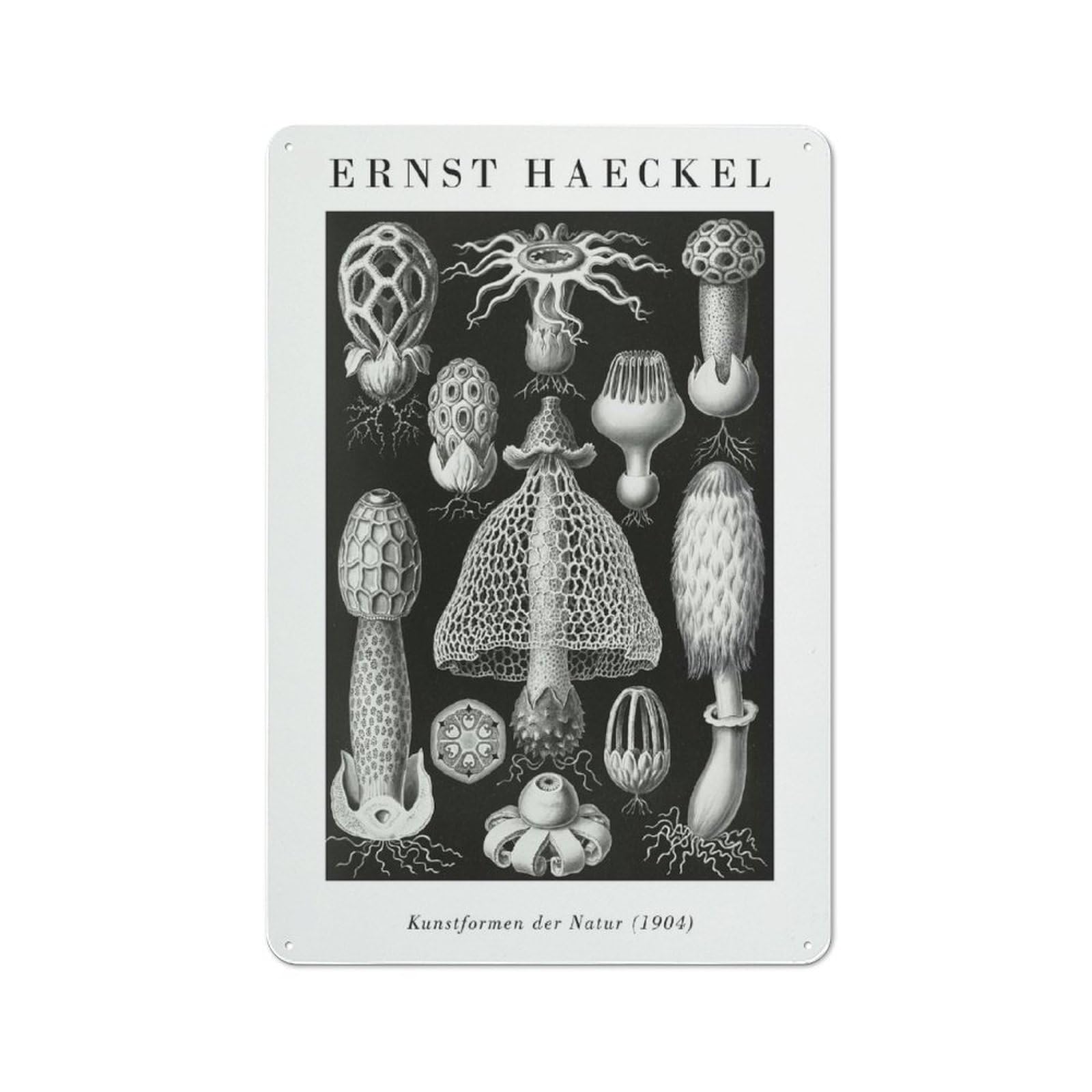 Junmoney Style-13 Ernst Haeckels Nature Forms Farmhouse Metal Sign 30X20cm, Rustic Country Wall Plaque For Farmhouse Kitchen, Pantry Or Dining Area