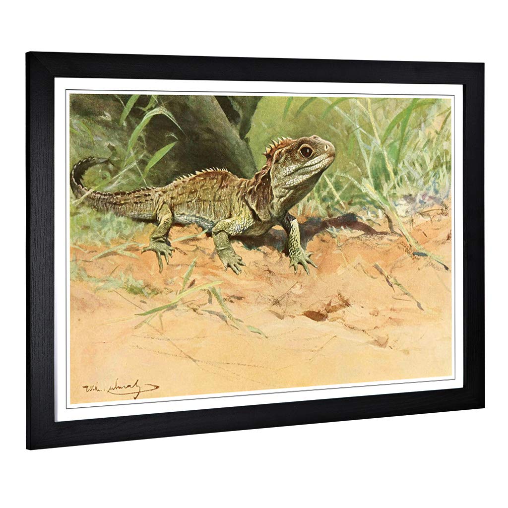 Big Box Art Framed Print of Vintage W Kuhnert Tuatara Lizard Design | Wall Art Picture | Home Decor for Kitchen, Living Room, Bedroom, Hallway, Black, A2 / 24.5x18 Inch / 62x45cm