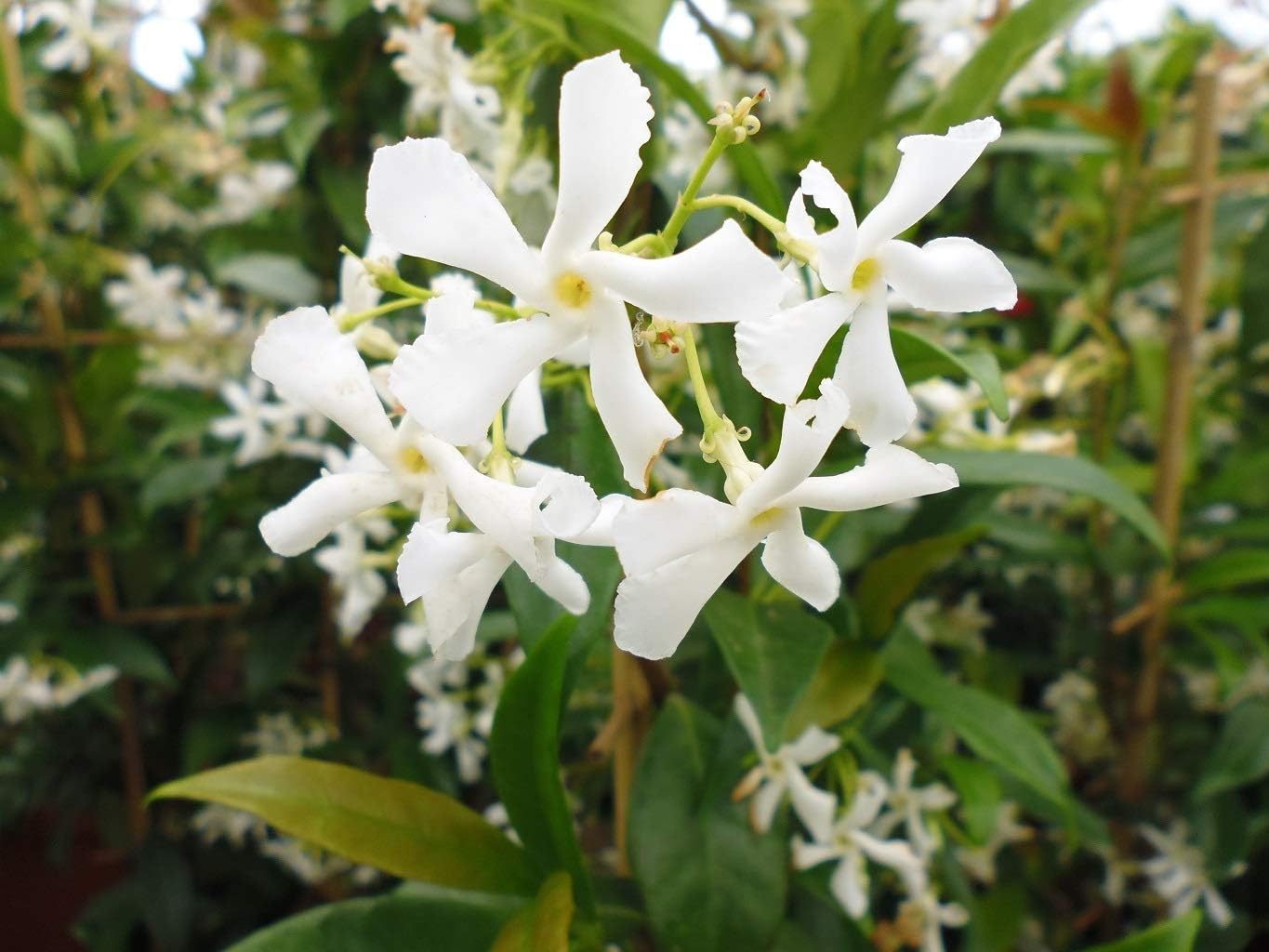 Trachelospernum Jasminoides Star Jasmine 3 Litre Pot