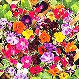 Colorful Mixed Climbing Vine Seeds - 200+ Seeds Mix Morning Glory, Nasturtium, Black Eyed Susan Vine and Sweet Pea