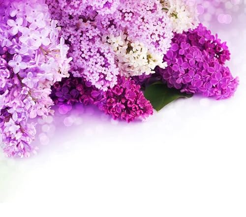 200+ Mixed Lilac Seeds For Planting 4 Colors Extremely Fragrant Flowers Perennial Bush Bonsai Plants #TOP6