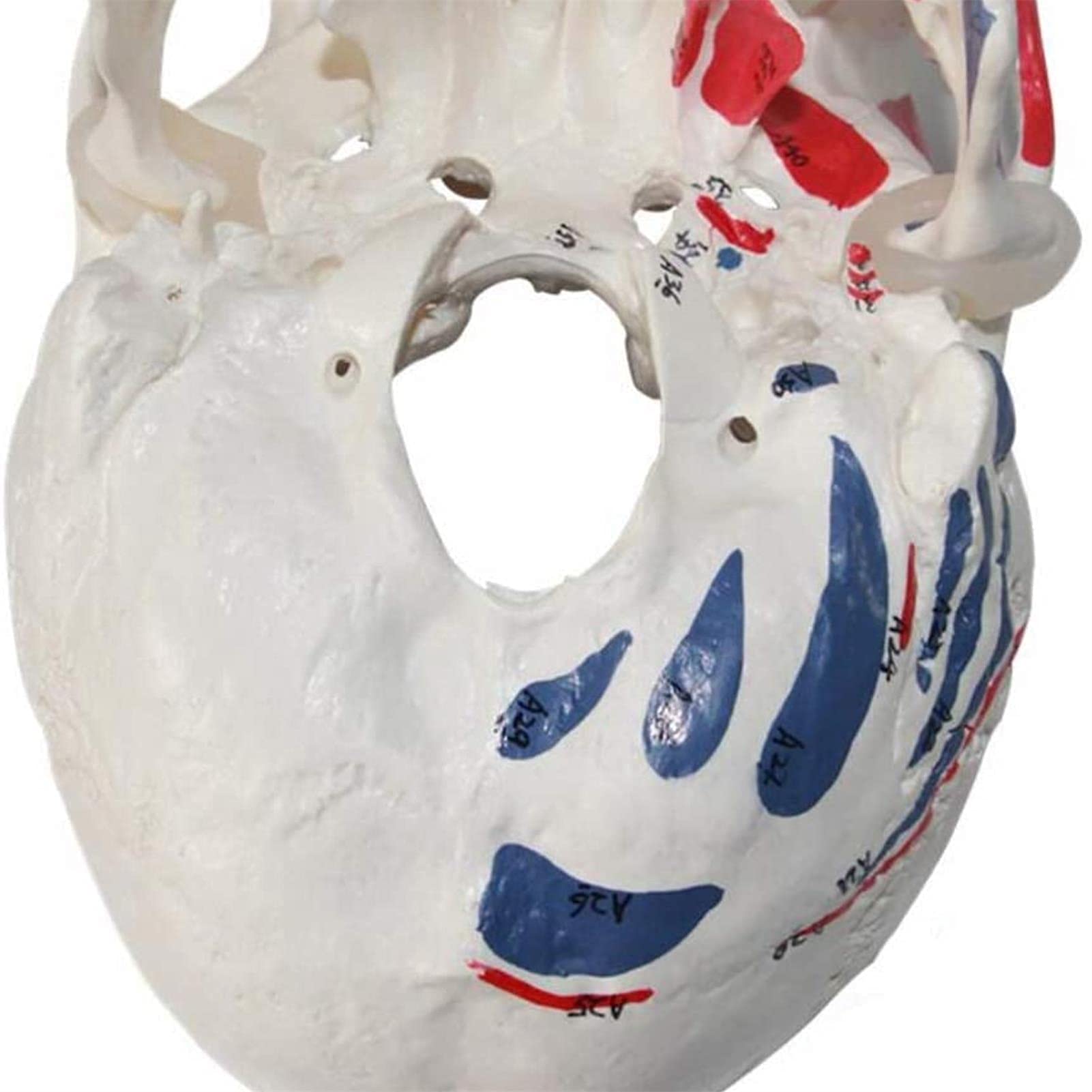 Modelo De Cráneo Desmontable con Numeración Manual Detallada, Modelo De Anatomía Corporal, Modelo De Anatomía Médica A Tamaño Real, Modelo De Cráneo Humano