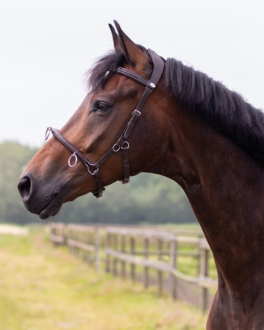NETPROSHOP Skórzany kantarek do pracy z ziemi Czarny Rozmiar Pony Cob Full XFull, Rozmiar:XL Full, Kolor:Brązowy