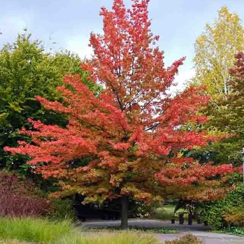 Pin Oak Tree Plant in Quart Pot, 6-12 Inch Tall Shade Tree Live Oak Plants Potted Seedling for Planting Outdoor Garden, Dormant in Winter