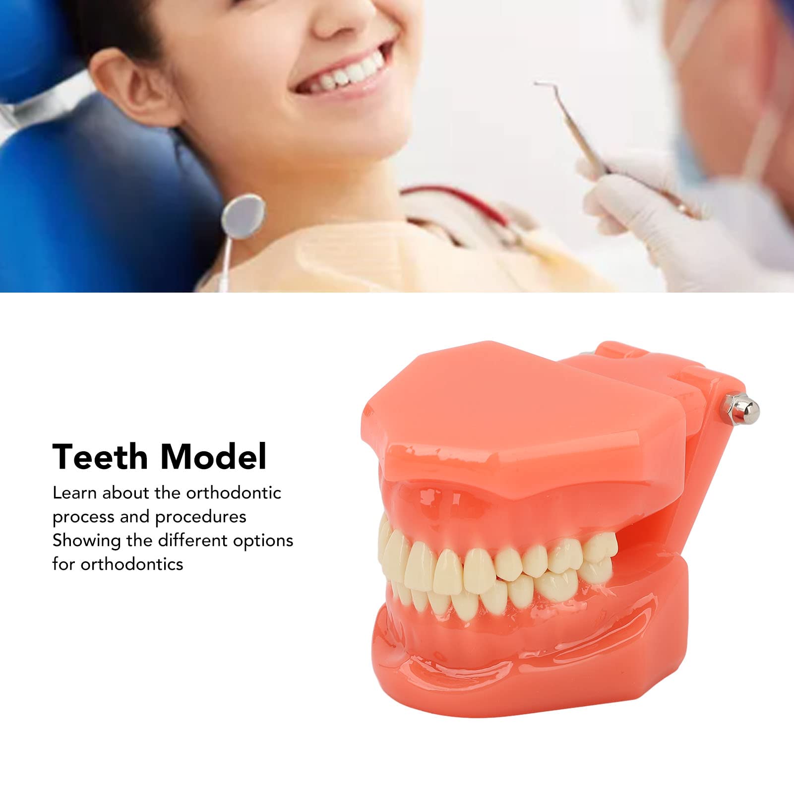 Zahnmodell Zahnarzt Acryl Zähne Dental Demonstrationsmodell 180° Anatomisches Zahnmodell Gebiss