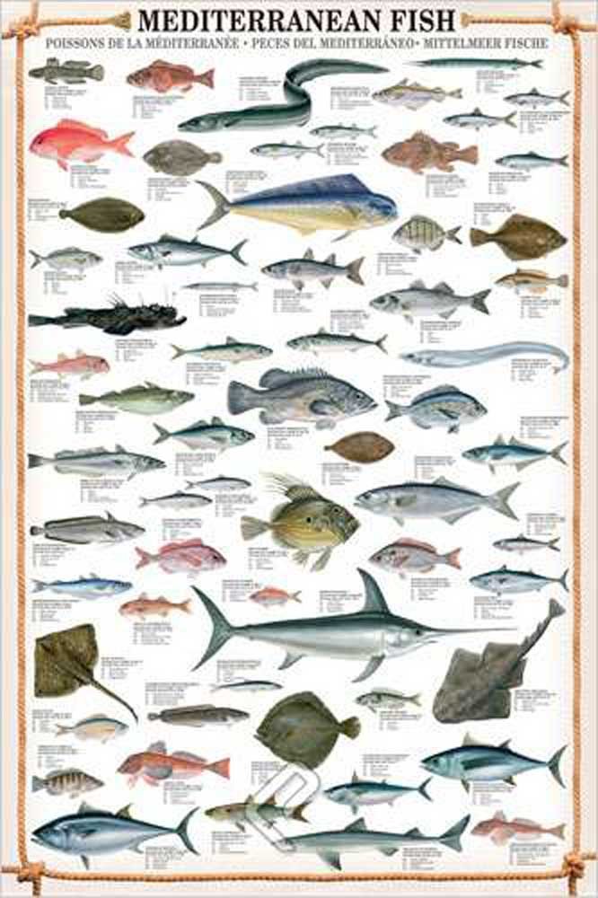 Poster Educativo 'I Pesci Del Mediterraneo' | Empire Interactive | 61x91,5 Cm | + 2 Aste Trasparenti Per Appenderlo