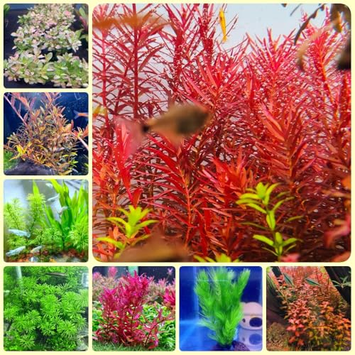 Semillas De Acuario De Acuáticas - semillas de jardín de acuario - de estanque exóticas 100pcs