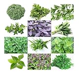 1000 Mixed Herb Seeds Heirloom Non-GMO 12 Varieties This is a Mix! Thyme Oregano Sage Tarragon Marjo