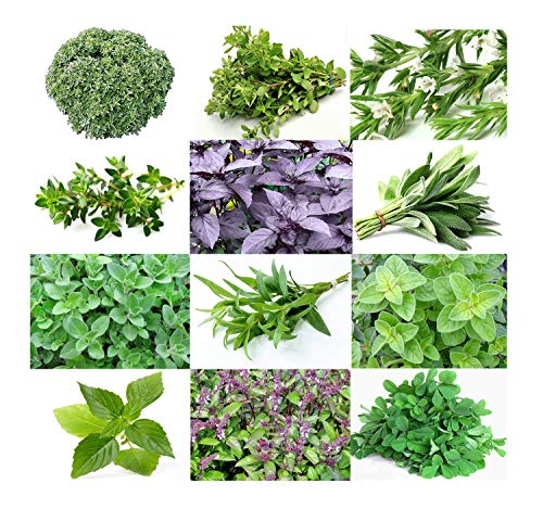 1000 Mixed Herb Seeds Heirloom Non-Gmo 12 Varieties This Is A Mix! Thyme Oregano Sage Tarragon Marjoram Summer Savory Basil Italian Greek Thai Dwarf Ruby Red, Grown In Usa #TOP27