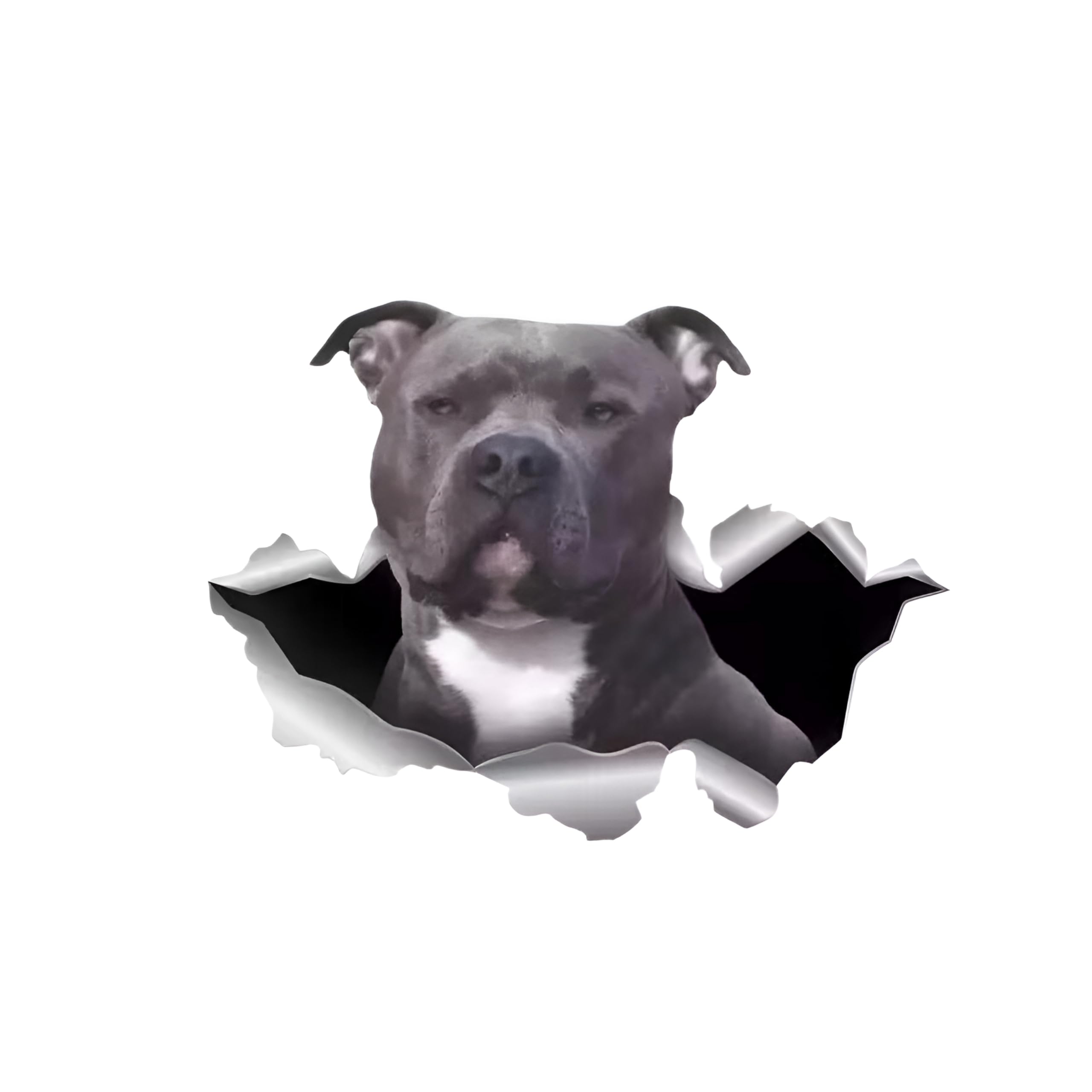Autoaufkleber Jack Russell Terrier Aufkleber 15cm(5.9 Inch)