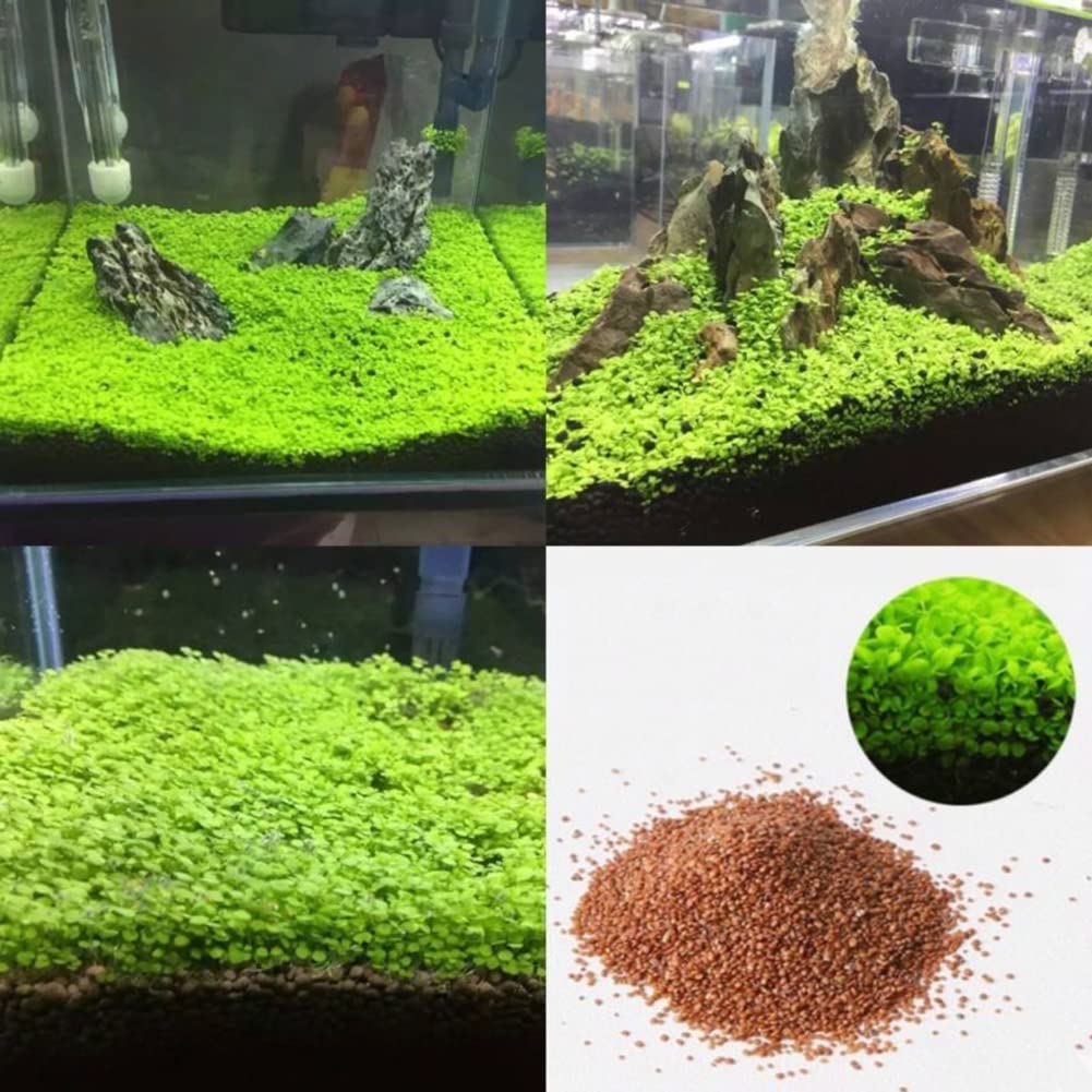 Semi Di Alghe Per Acquario - 600 Pz Naturali Per Giardino Acquatico E Decorazioni - Foto 2