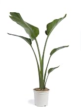 Cool Green - Natural Plants - Strelitzia Augusta