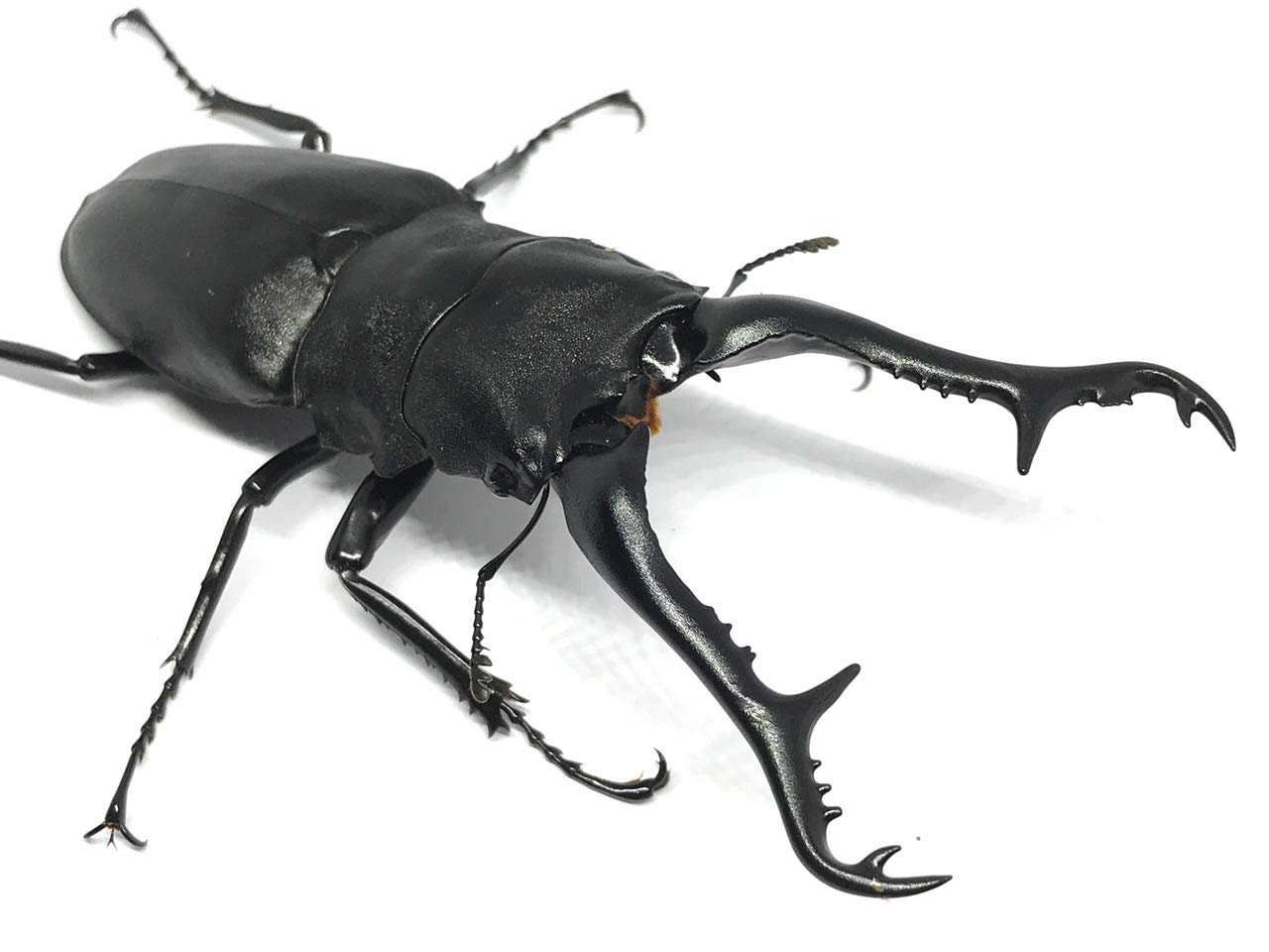 Amazon | ギラファノコギリクワガタ108～109mmペア | プロ