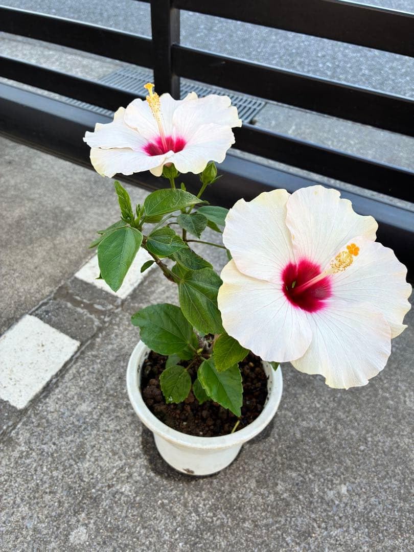 Amazon｜ハイビスカス 白 赤目 鉢植え ガーデニング 園芸用品｜観葉