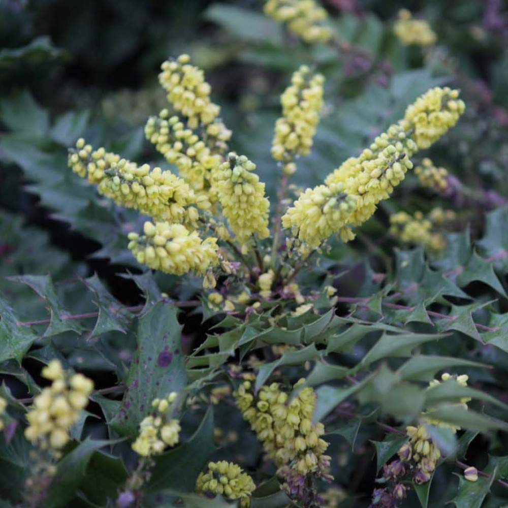 Mahonia Japonica (Japanese Mahonia), Hardy Shrub in 9cm Pot x 2 by Thompson and Morgan (2)