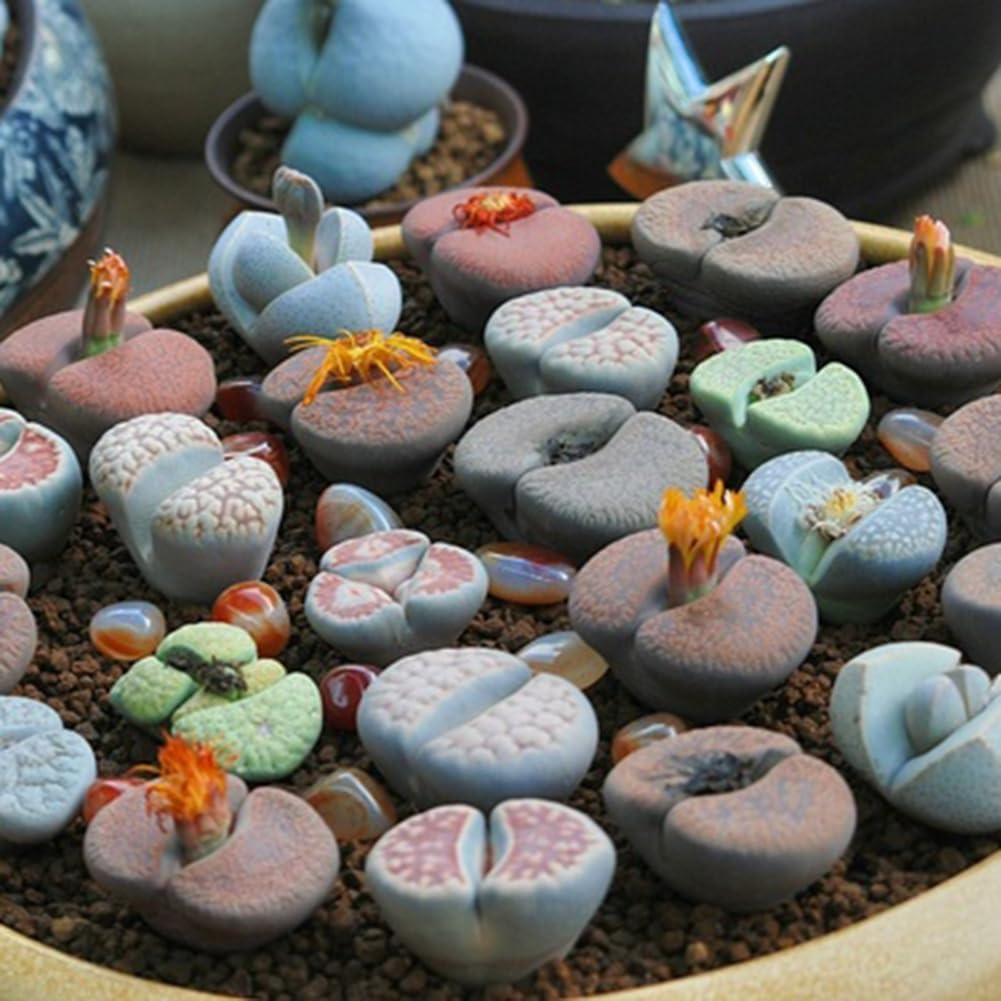 200 piezas Lithops Seeds Living Stones, planta suculenta Bonsai Garden Office Decor Semillas de Lithops