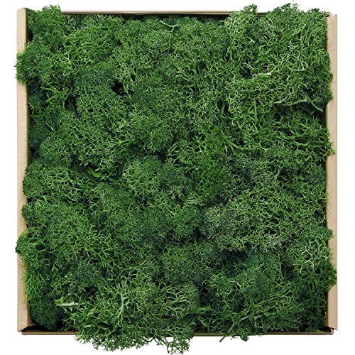 Reindeer Moss Preserved Floral Decorative Moss for Dressing Potted Plants, Fairy Garden, Terrariums