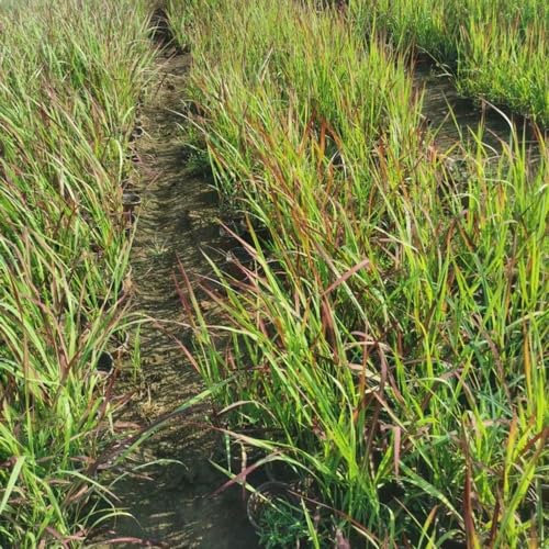 Semi resistenti di sanguinante giapponese, ornamentale resistente imperata cylindrica - giardino semi di prodotti sostenibili 400pcs