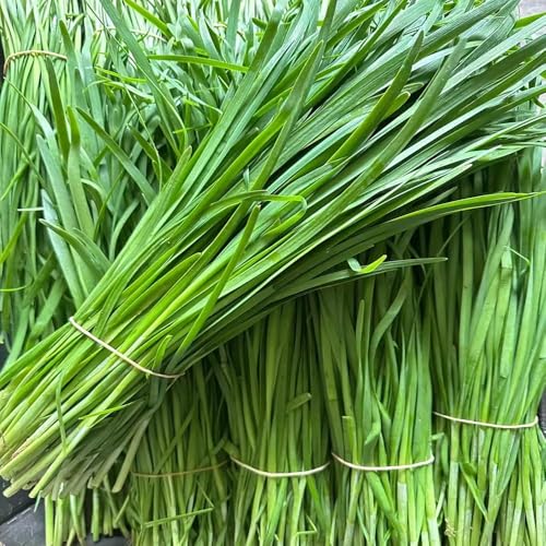 semillas de cebollino perenne resistente, semillas hortalizas en resistentes al invierno para balcones, jardín 160pcs